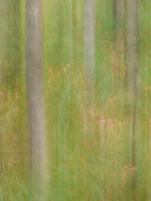 Marie Mattsson Oktoberbjörkar