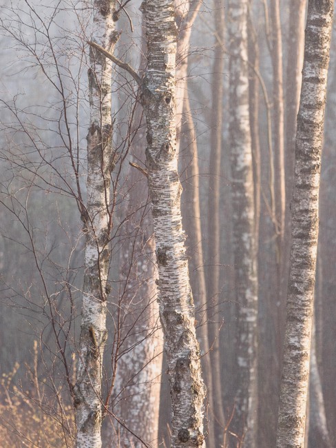 Marie Mattsson Björkdimma
