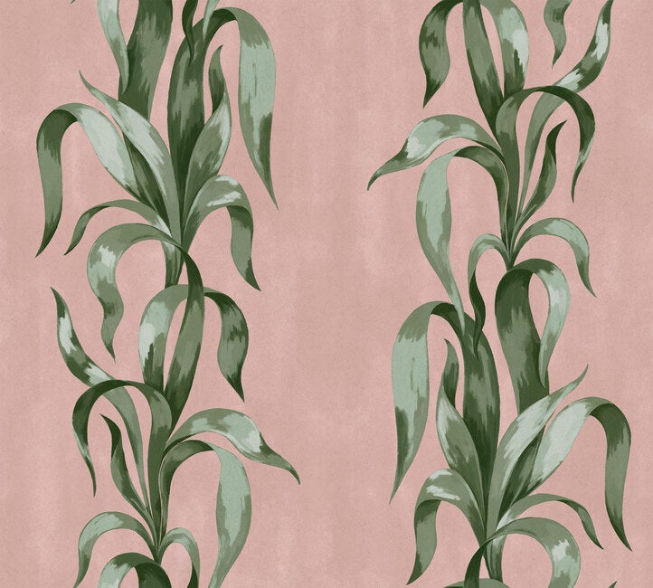 Agave