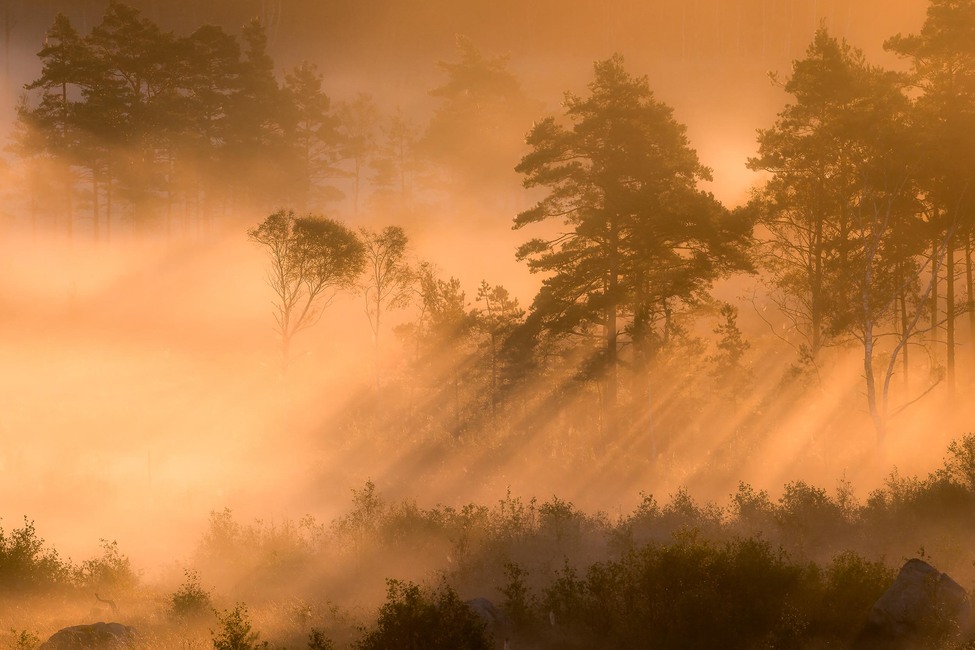 Marie Mattsson Dimsol