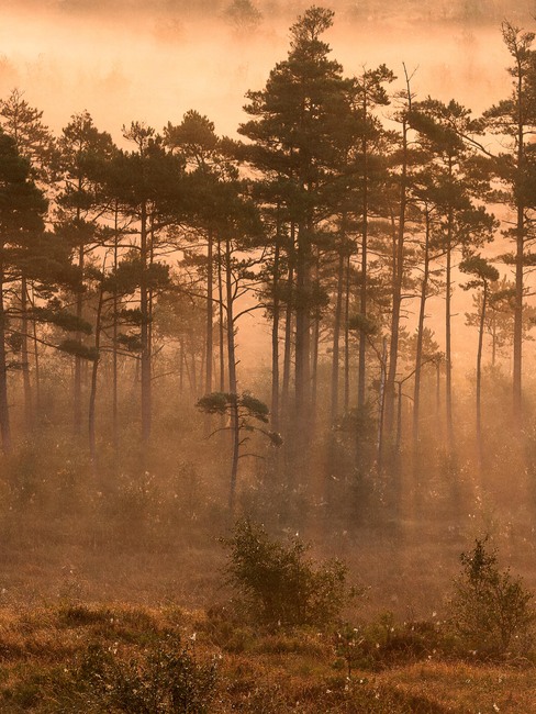 Marie Mattsson Dimslöjor